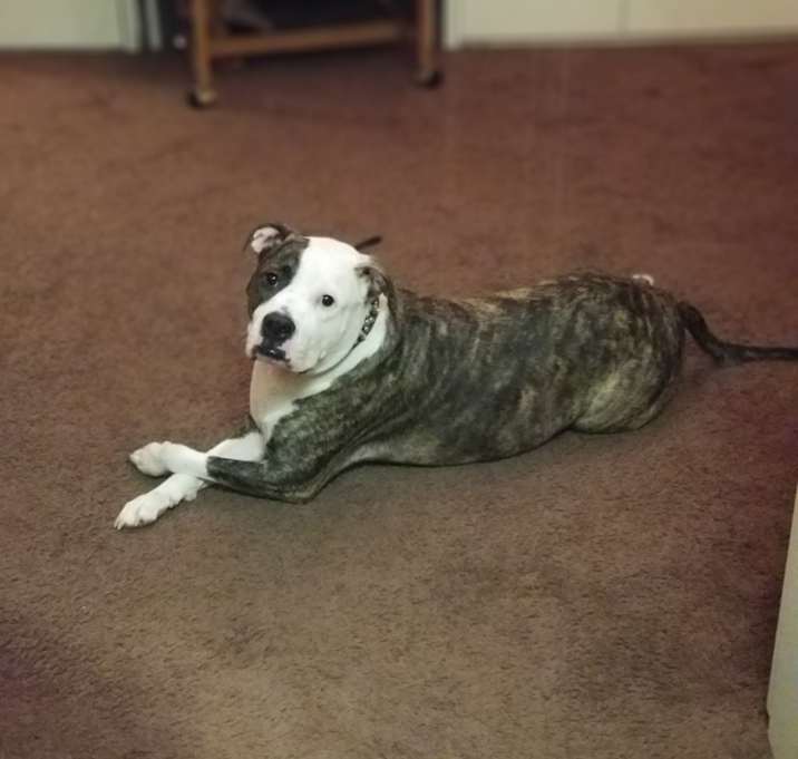 Photo of Boss