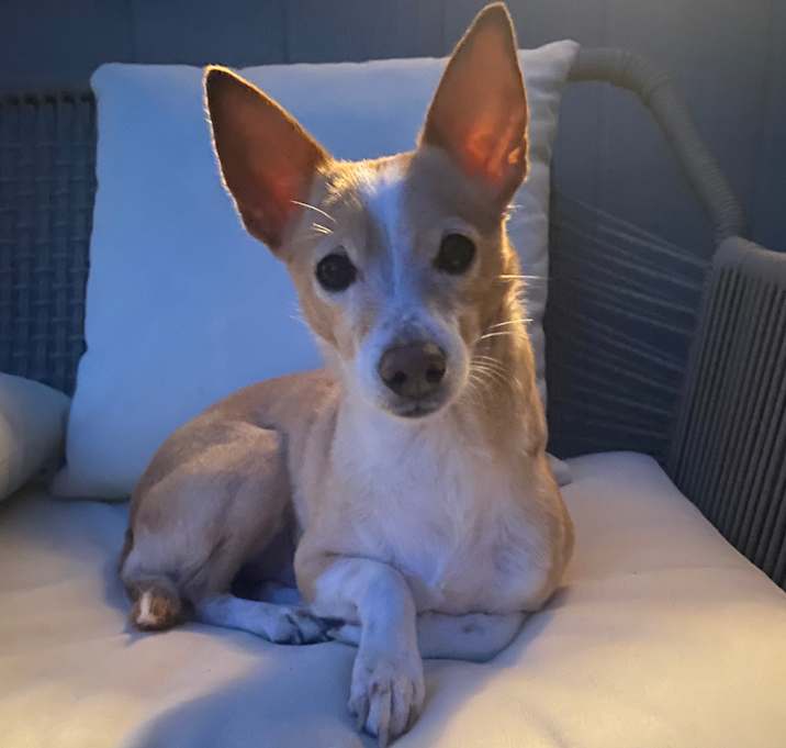 Photo of Waffles