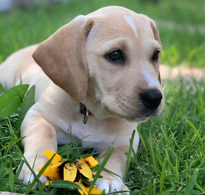 Photo of Lucy