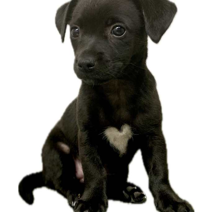 Photo of FEMALE: "Queso"