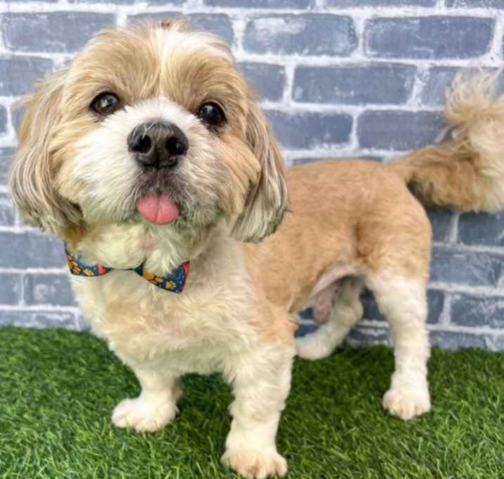 Photo of Coco