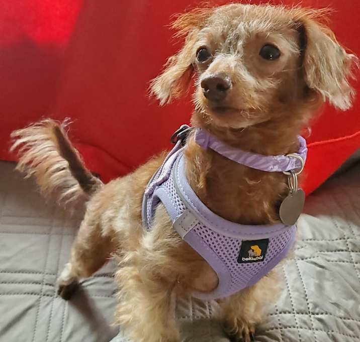 Photo of Lily/Lulu