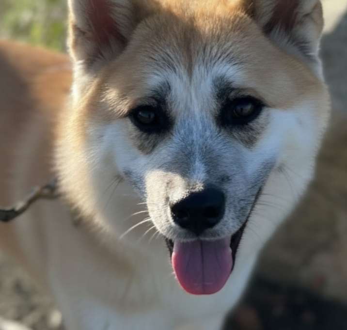 Photo of HATCH (Local) jo