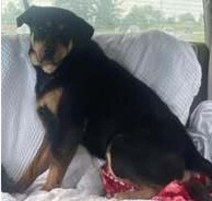 Photo of Rocky