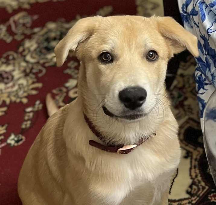 Photo of Lucky