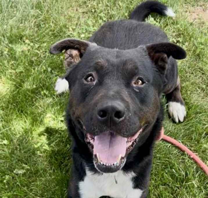 Photo of APOLLO