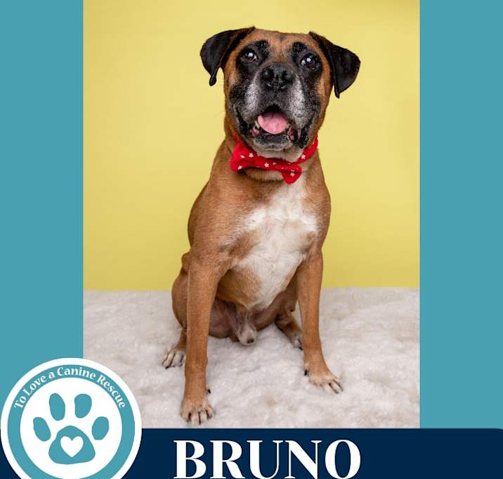 Photo of Bruno (Boxer Bros) 060725