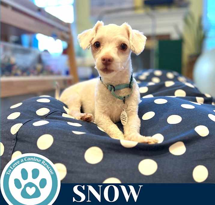Photo of Snow 060725