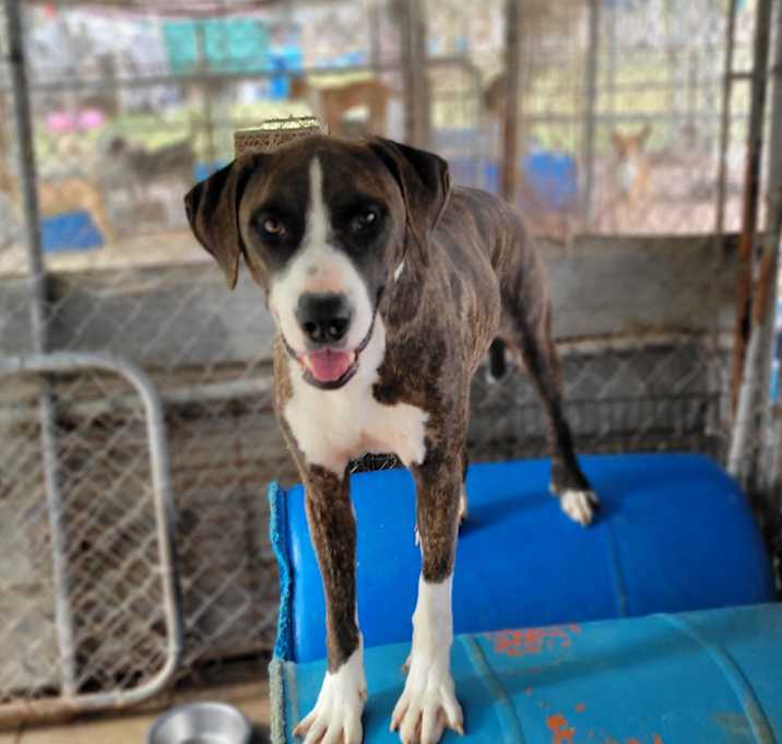 Photo of Otis