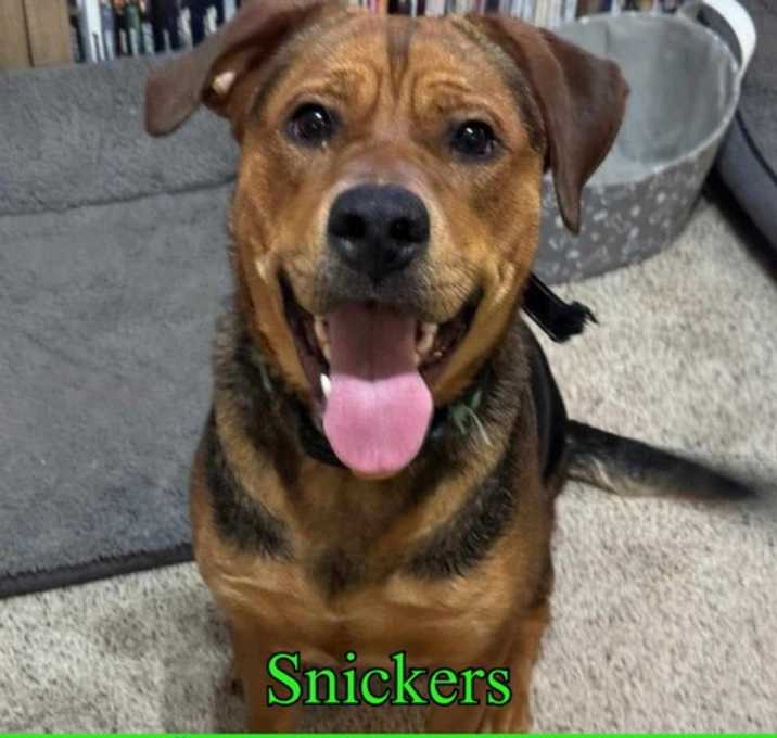 Photo of Snickers