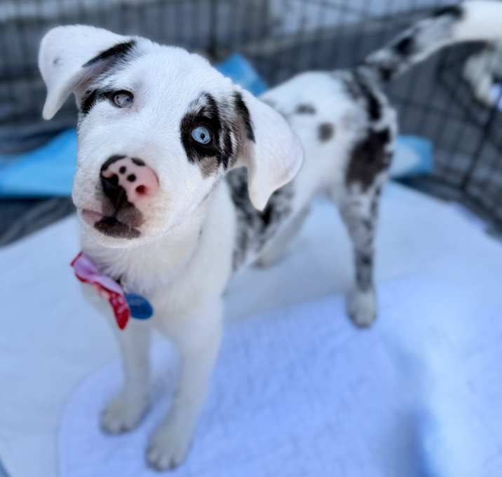 Photo of Dottie