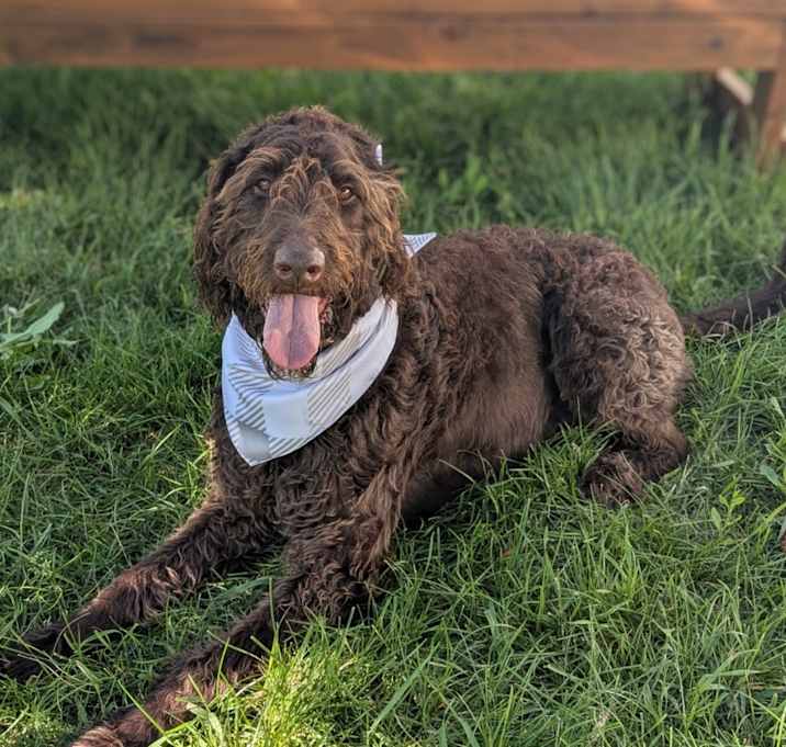 Photo of Bodi