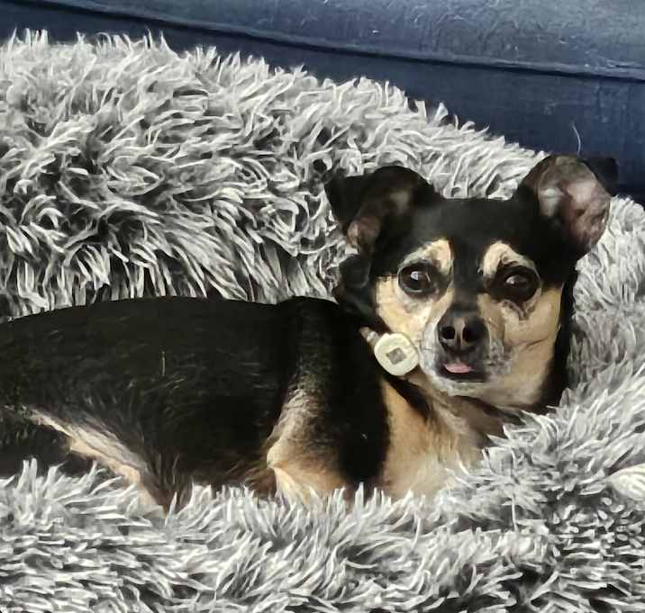 Photo of Buttercup