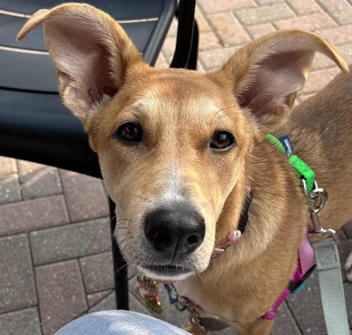 Photo of Daisy