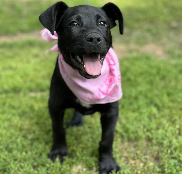 Photo of Sweet Pea