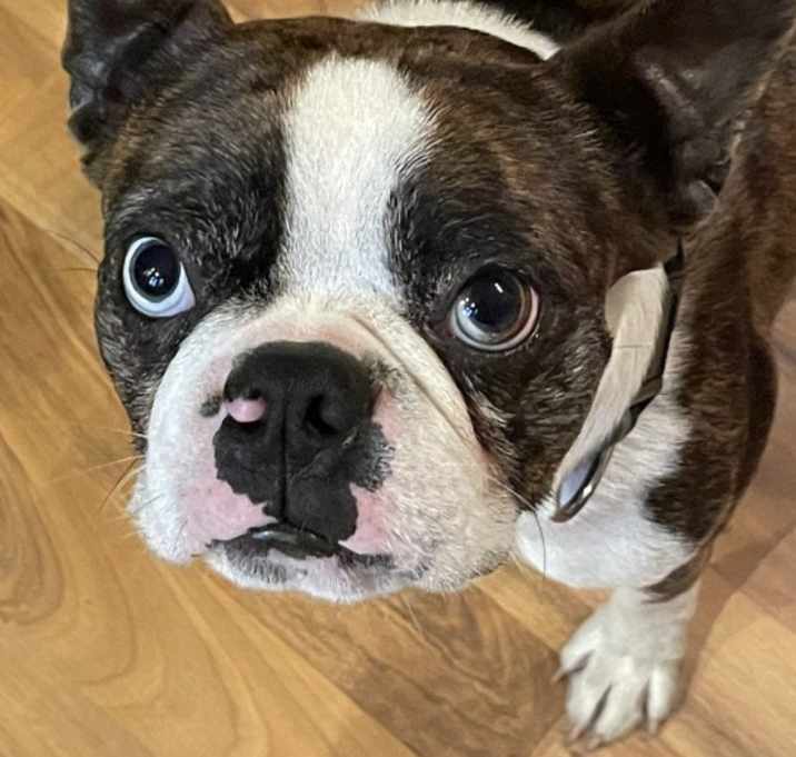 Photo of Louie