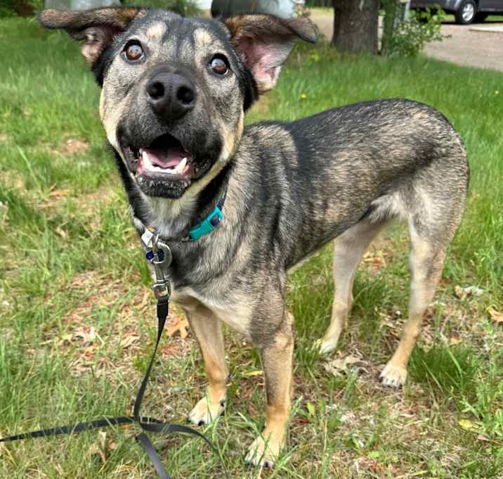 Photo of Dandy