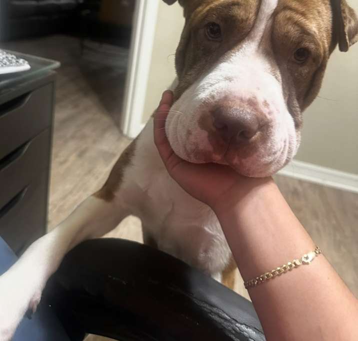 Photo of Tank