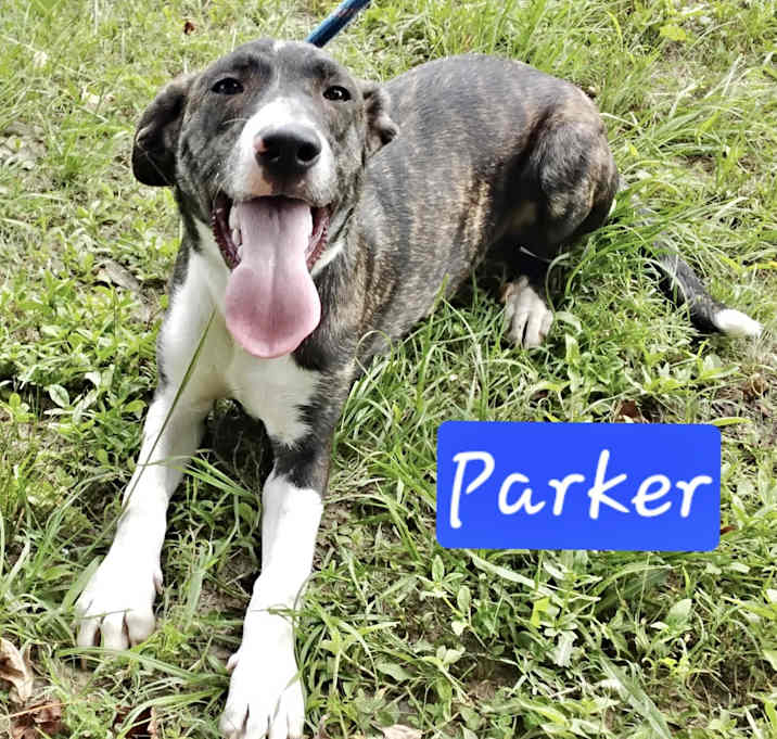 Photo of Parker