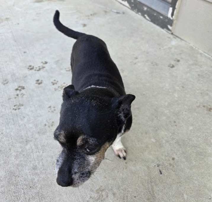 Photo of Archie