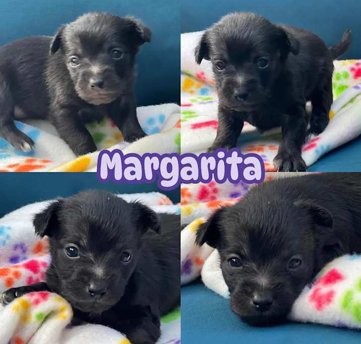 Photo of Margarita
