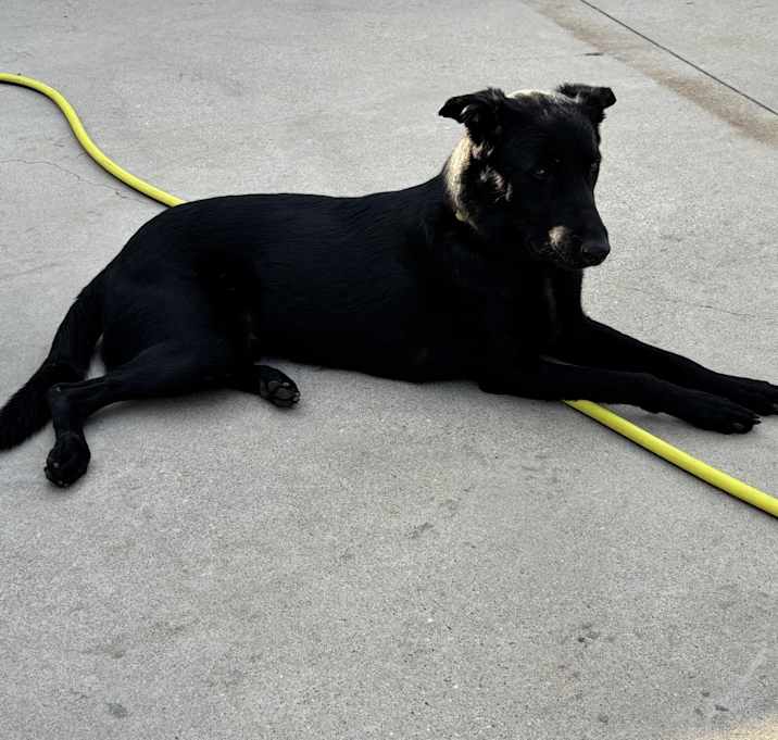 Photo of Tucker
