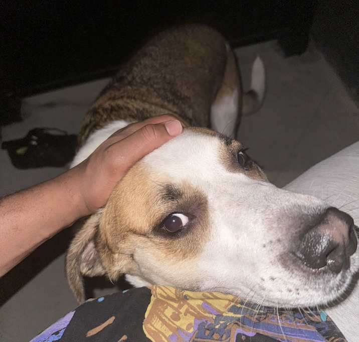 Photo of apollo