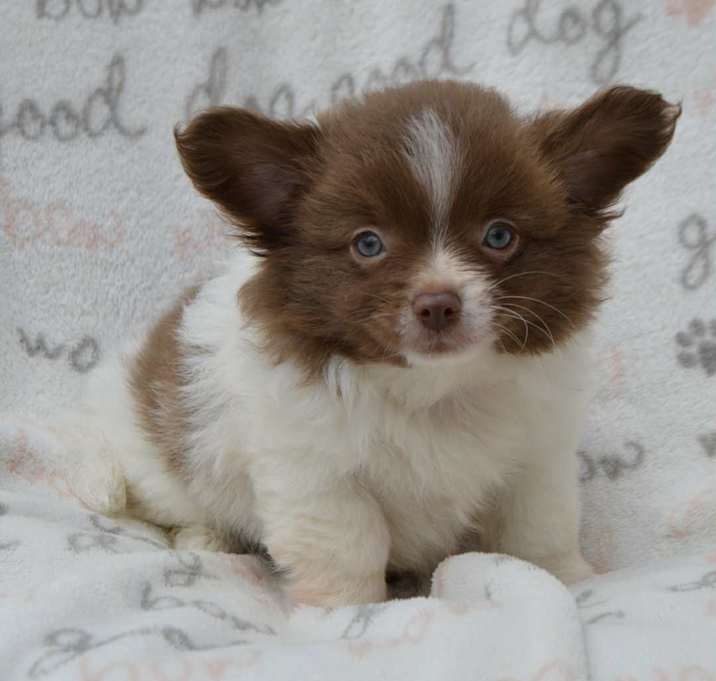 Photo of GIZMO