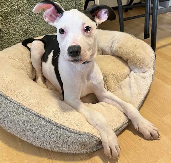 Photo of Gunner in CT