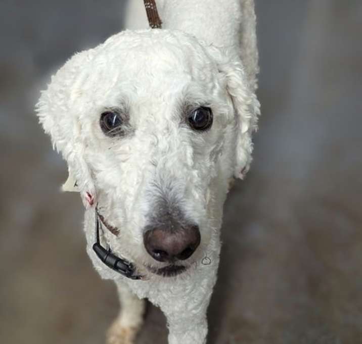 Photo of Bernard