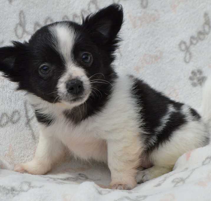 Photo of GIDGET