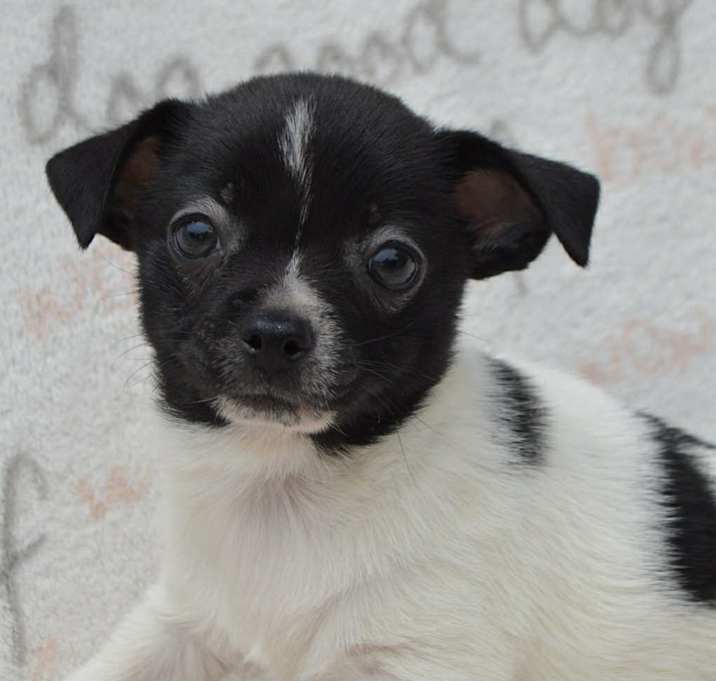 Photo of GINNY