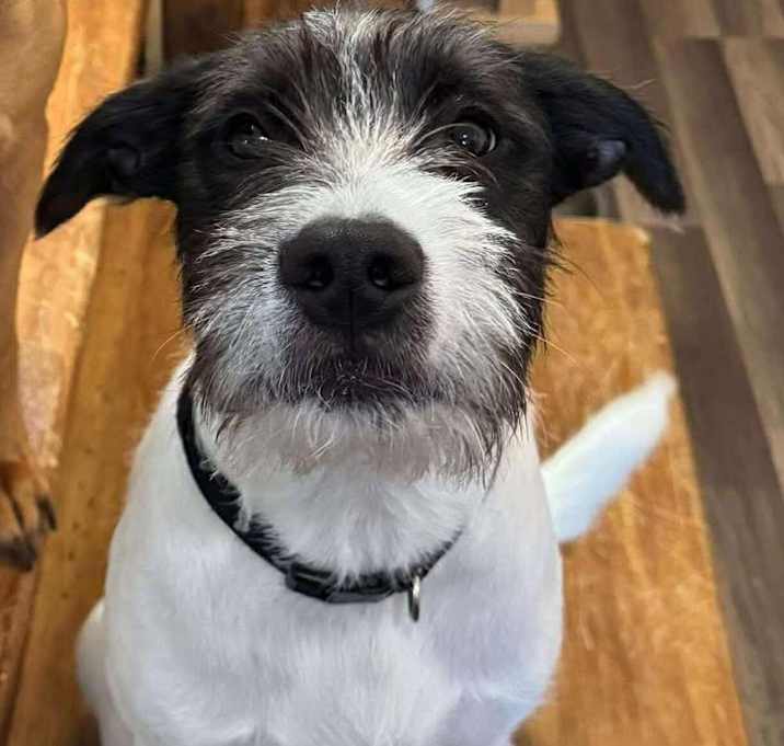 Photo of Ludo