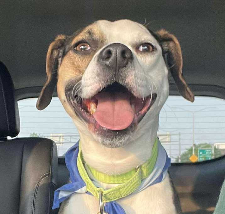 Photo of Buddy $450