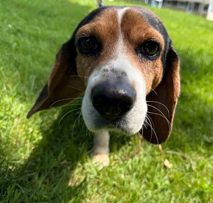 Photo of Daisy $300