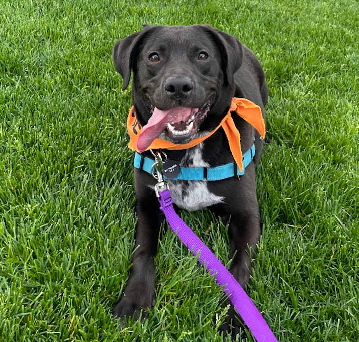 Photo of Scout