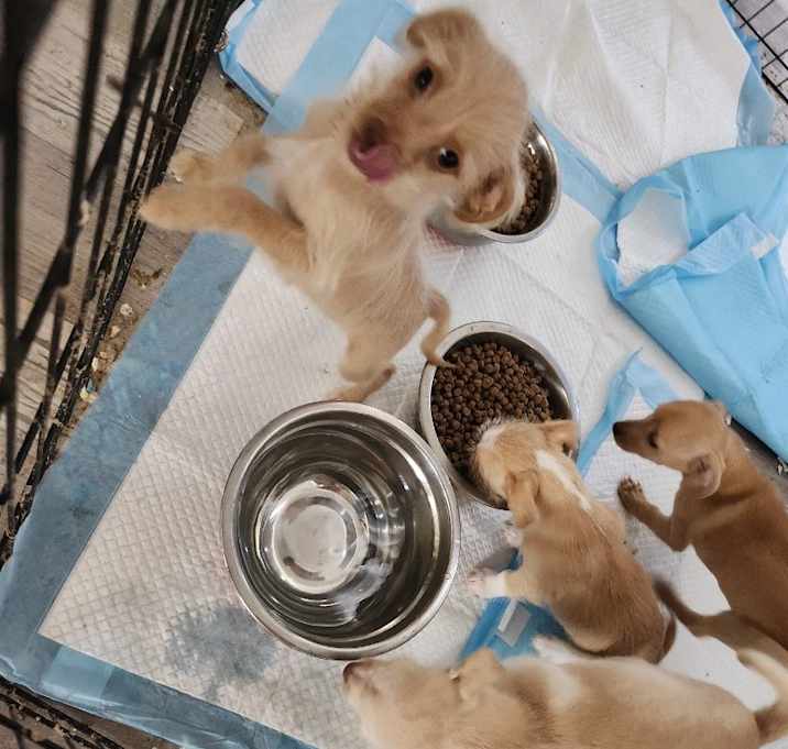 Photo of litter of 4