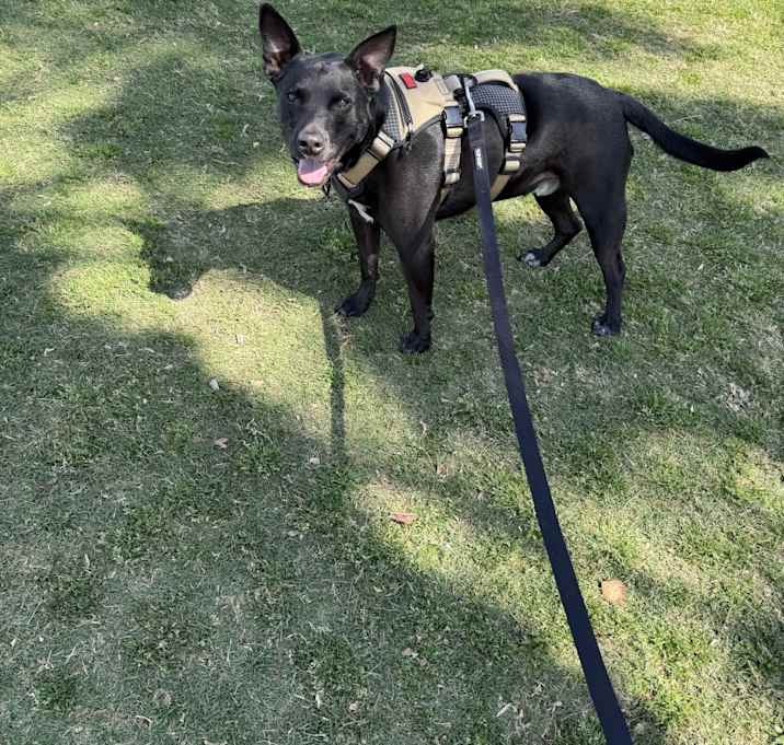 Photo of Jax