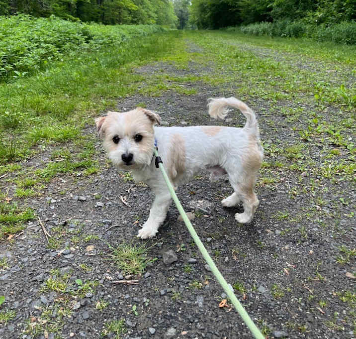 Photo of Sparky