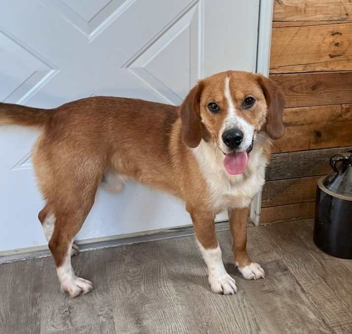Photo of Rusty