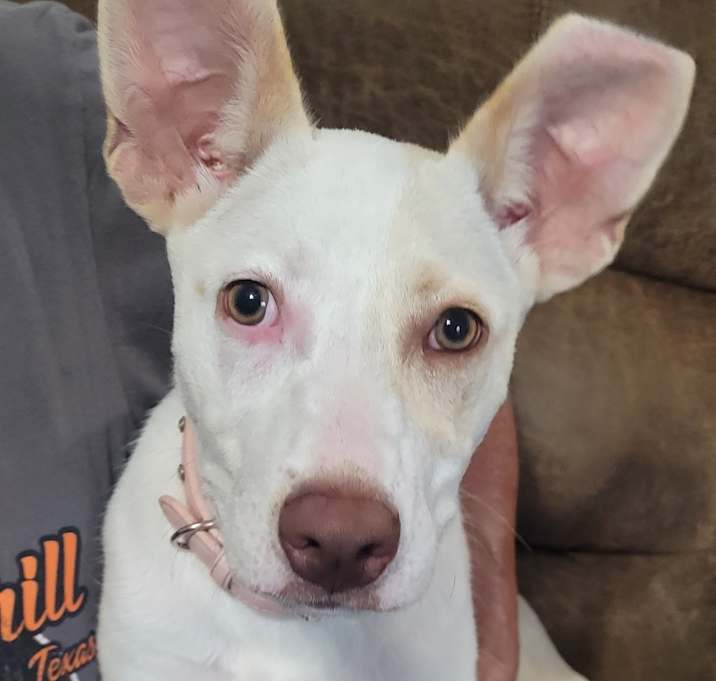Photo of Trixie