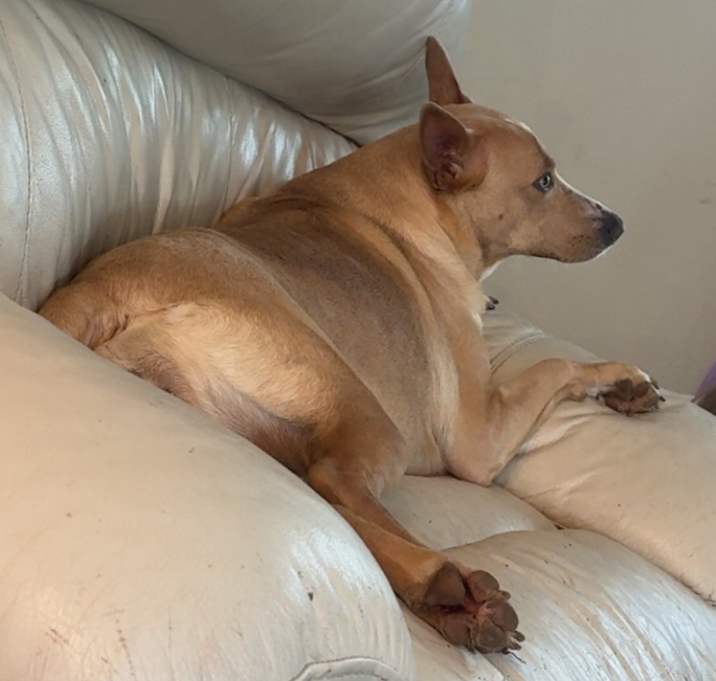 Photo of Ruby