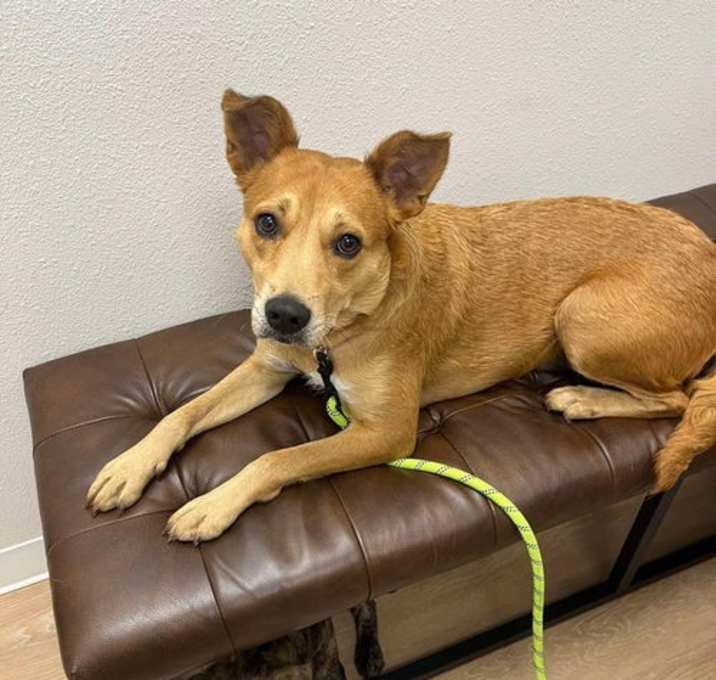 Photo of Maple (TX)