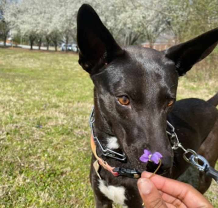 Photo of Shilo