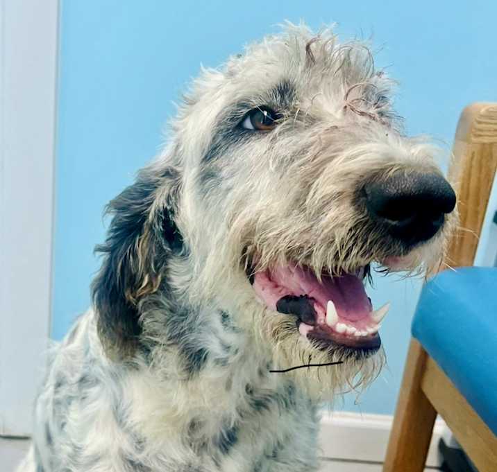 Photo of Blue