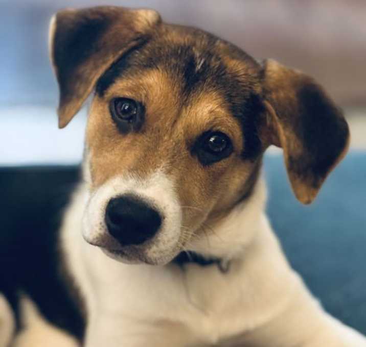 Photo of Poppy