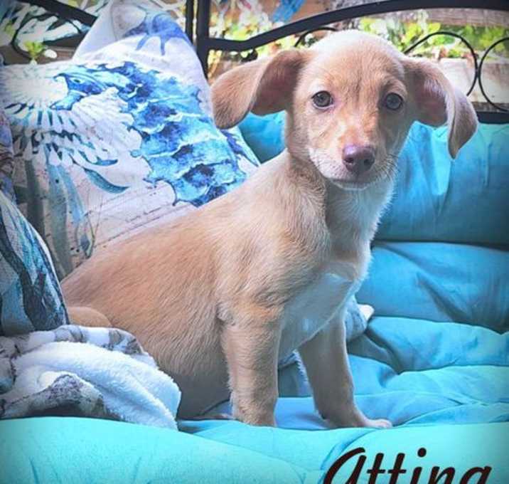 Photo of Attina