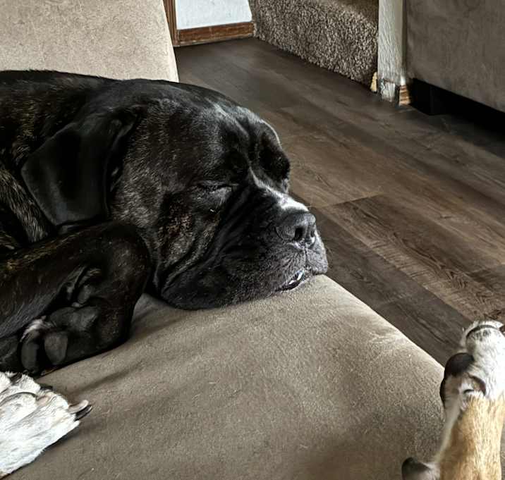 Photo of Luna
