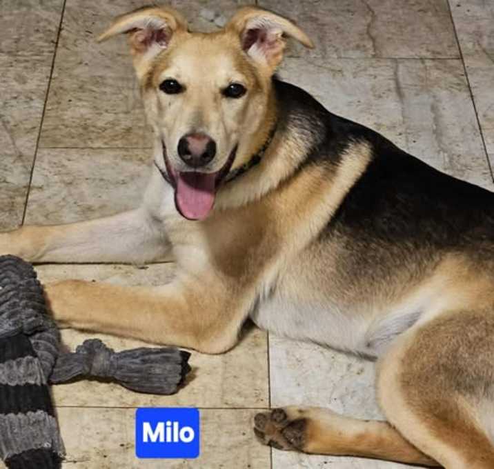 Photo of Milo (6mo PUPPY)