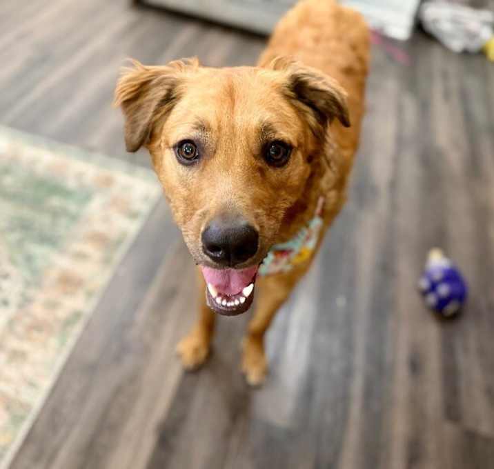 Photo of Knox the golden family man